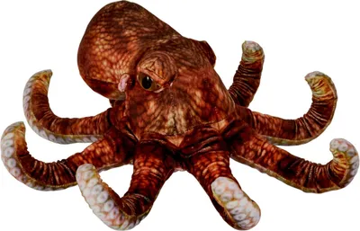 Produktbild von Coppenrath Verlag Oktopus - Nature Zoom Wild