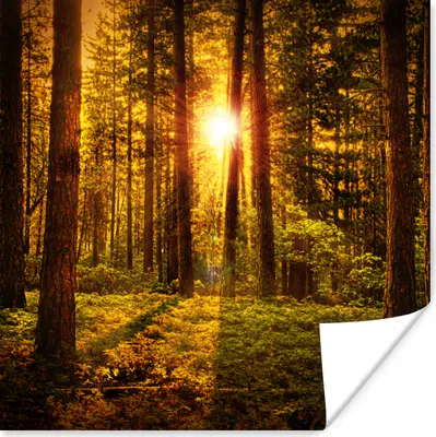 Produktbild von MuchoWow® Poster Wald - Sonne - Bäume - Natur - Sonnenuntergang 75x75 cm - Wand Dekoration