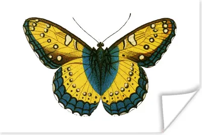 Produktbild von MuchoWow® Poster Vintage - Schmetterling - Gelb 180x120 cm - Fotoplakat