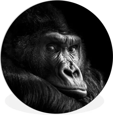 Produktbild von MuchoWow® Rundes Wandbild - Runde Bilder Gorilla - Affe - Schwarz - Weiß - Porträt Ø 90 cm Kreis Wanddekoration Kunststoff - Wandkreis - Wandschmuck - Wand-Kreis - Wohnzimmer - Bild - Runde - Wanddeko - Dibond - Kunstdrucke