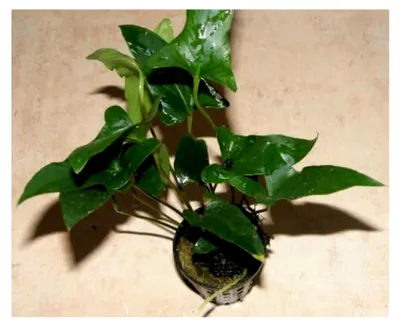 Produktbild von Anubia gracilis, zierliches Speerblatt
