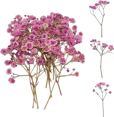 Produktbild von Trockenblumen Kleine Schleierkraut Echte Natur Rosa - 50 Stück