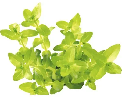 Obrázek produktu pro Vodní rostlina Bacopa caroliniana, emers