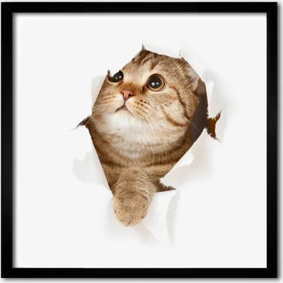 Produktbild von Bild - 50 cm x 50 cm - MDF - Rahmen, Wandkunst - Katze