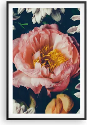 Produktbild von Gerahmtes Poster - Schwarzer Rahmen - Blumen Pfingstrose Holzig - 61x91,5 cm - Wand Bild - Wanddeko - Wandbilder - Kunstposter - Wandposter - Bilderrahmen - Bilder - Kunstdruck - P2BPA61x91-4661