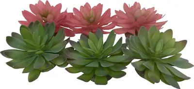 Obrázok produktu pre Terra Della – dekorácia do terárií Echeveria zelená/červená