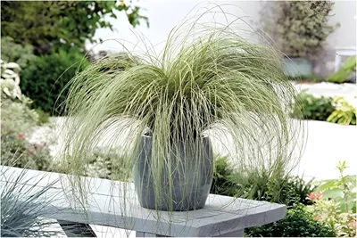 Produktbild von Stauden Gänge 5 x Carex comans 'Amazon Mist' im 1 Liter Topf - Neuseeland Segge - Sanftes Grün für harmonische Gartenlandschaften