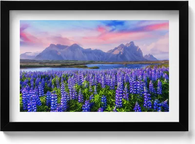 Produktbild von Lavendelfelder - Island– Wandbild mit Rahmen – Gerahmtes Bild  – Wanddekoration – 30x20 cm –  Schwarz Rahmen