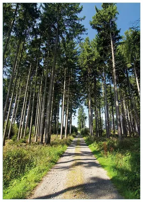 Produktbild von Wallario Premium Glasbild, freischwebende Optik, kräftige Farben, Größe 100 x 70 cm Motiv Stiller Waldweg