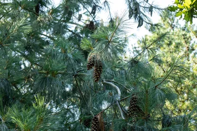 Produktbild von Pinus schwerinii, Kiefer, immergrün, 25–30 cm