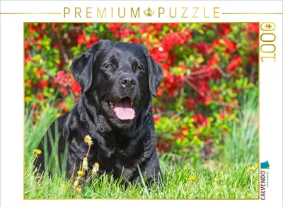 Produktbild von CALVENDO Puzzle Ein wunderschönes Mädchen | 1000 Teile Lege-Größe 64x48cm Foto-Puzzle für glückliche Stunden