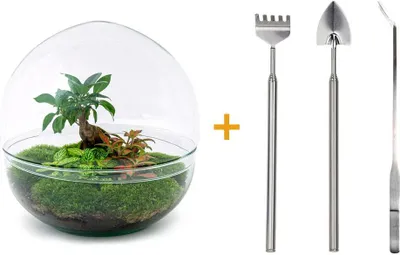Imagen del producto de Terrario DIY - Cúpula XL - Bonsái de Ficus Ginseng - ↕ 30 cm