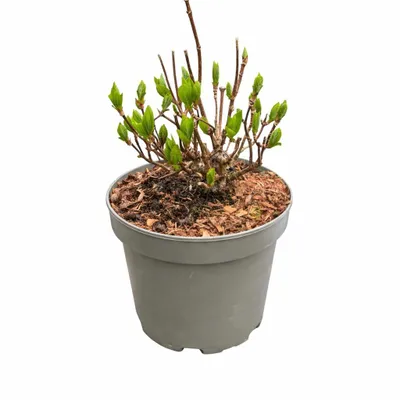 Produktbild von Rispenhortensie ‘Early Harry’ 3L Topf – winterharte Hydrangea paniculata, kompakte Gartenpflanze für Terrasse & Beet