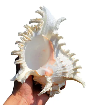 Productafbeelding van Natuurlijke Schelpen voor Decoratie en Aquariums