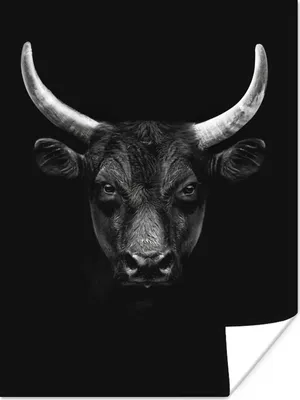 Produktbild von MuchoWow® Poster Tiere - Stier - Schwarz - Weiß - Porträt 120x160 cm - Wandbilder