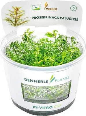 Produktbild von Amerikanisches Kammblatt - Proserpinaca palustris In-Vitro