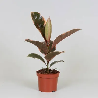 Produktbild von Ficus Elastica Belize Ø12cm 30cm Gummibaum mit rot-grünem Blattmuster