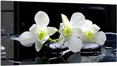 Produktbild von DEQORI Küchenrückwand Glas 100x50 cm 'Orchidee mit Zen-Steinen' Spritzschutz Bad Rückwand