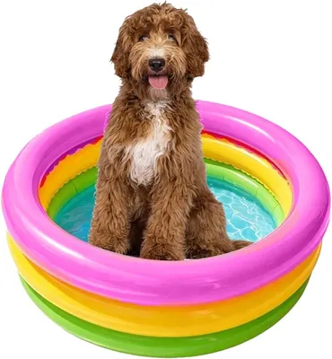 Produktbild von Faltbarer Hundepool für drinnen und draußen – Planschbecken für Hunde und Katzen