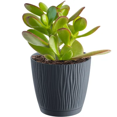 Obrázok produktu pre Kvetináč Plastový 13Cm Sandy P - Antracit