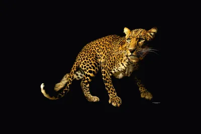 Produktbild von Digitaldruck-Tapete Leopard livingwalls (1034238)