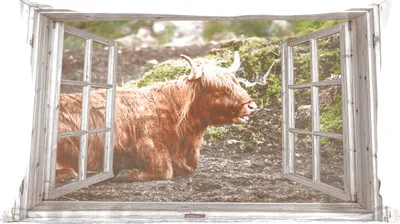 Produktbild von MuchoWow® Zierkissen Sofakissen Wohnzimmer Dekokissen 60x40 cm Schottische Hochlandrind - Ansicht - Natur - Pflanzen - Kopfkissen - Polster mit Foto