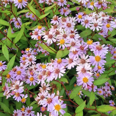 Produktbild von Kalimeris incisa Blue Star 6 Pflanzen Ø9cm Höhe 10-25cm Winterharte Staude Deko