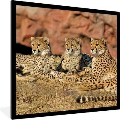 Produktbild von MuchoWow® Gerahmtes Poster Gepardenmutter und -junge 40x40 cm - Poster mit Schwarzem Bilderrahmen Wandposter Rahmen Foto Bilder - Mit Rahmen - Wanddekoration Schlafzimmer