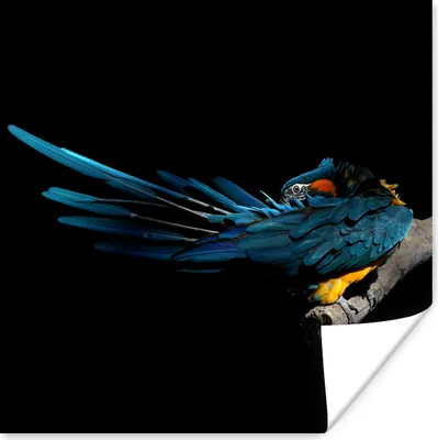 Produktbild von MuchoWow® Poster Vogel - Federn - Zweig - Schwarz 75x75 cm - Wand Dekoration