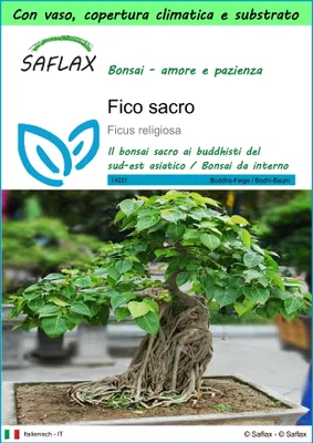 Immagine prodotto di SAFLAX Garden to go - Fico sacro - 100 semi - Ficus