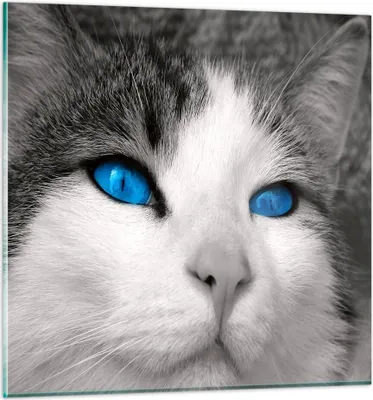 Produktbild von Bilder auf glas - Katze Tiere blaue Augen - 60x60cm - Glasbilder - Wandbilder - Kunstdruck - zum Aufhängen bereit - Wanddekoration aus Glas - Glas Bilder - Wandbild auf Glas - GAC60x60-1144