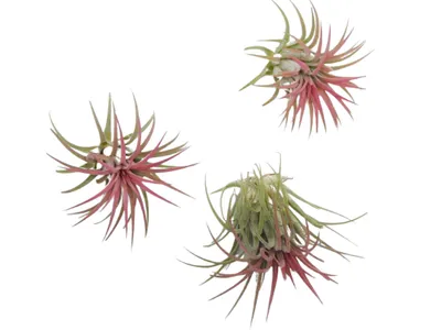 Zdjęcie produktu dla Zestaw 3 roślin powietrznych Tillandsia
