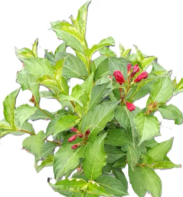 Obrázek produktu pro Weigela 'Wegelie Bristol Ruby' rubínově červený okrasný keř kvetoucí 40 - 60 cm