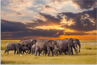 Produktbild von MuchoWow® Poster Elefant - Tiere - Gras - Sonnenuntergang - Natur 30x20 cm - Plakate - Print