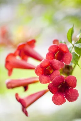 Produktbild von Campsis radicans 'Fire Trumpet', Trompetenblume, orange-rot, 40–60 cm