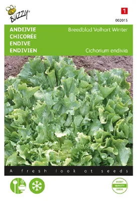Productafbeelding van Winterendeivien Eskariol Grüner | Endivesaladezaad van Buzzy Seeds