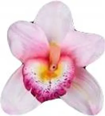 Obrázek produktu pro Saténová orchidej, 1 stk.