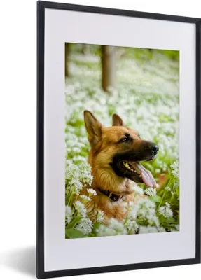 Produktbild von MuchoWow® MuchoWow® Gerahmtes Poster Deutscher Schäferhund sitzt inmitten der weißen Blumen 40x60 cm - Poster mit zchwarzem Bilderrahmen - Poster in Rahmen