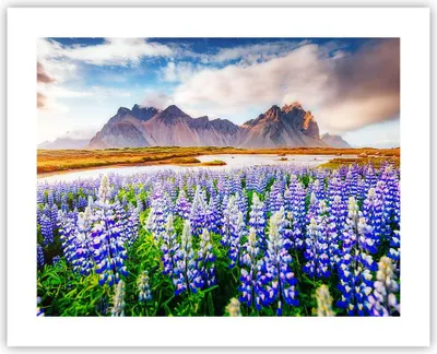 Produktbild von Poster - Poster ohne Rahmen - Berge Wiese Blumen - 50x40 cm - Wand Bild - Wanddeko - Wandbilder - Kunstposter - Wandposter - Bilder - Kunstdruck - Wanddekoration - Wandbild - P2XAA50x40-4114