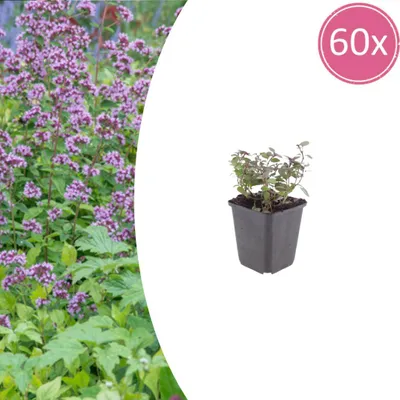 Zdjęcie produktu dla Origanum laevigatum 'Herrenhausen' | 60 sztuk - 10-25cm - Ø9cm - Roślina ogrodowa