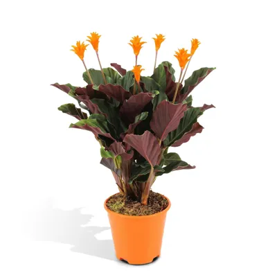 Produktbild von Meergroothandel Calathea Crocata - 40 cm, ø 14 cm