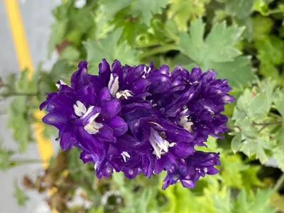 Image de 6 x Delphinium (p) 'King Arthur' - Pied d'alouette en pot 9 x 9 cm
