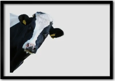 Produktbild von Bild - Bilderrahmen - 100 cm x 70 cm - MDF - Rahmen - Foto - Wandkunst Kuh