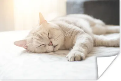 Produktbild von MuchoWow® Poster Katze schläft auf dem Bett 180x120 cm - Fotoplakat
