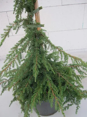 Produktbild von Juniperus communis Green Carpet - Form-Wacholder - 60-80cm