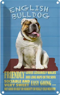 Produktbild von vianmo Blechschild 18x12 cm English Bulldog Hund friendly Tier Haustier