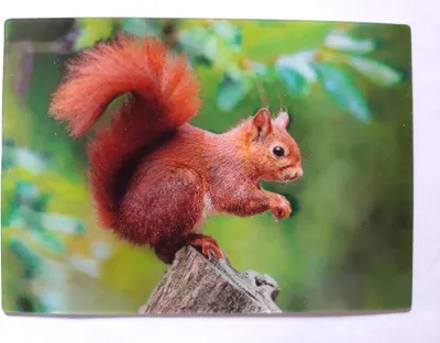 Produktbild von 3 D Ansichtskarte Eichhörnchen auf Baumstumpf, Postkarte Wackelkarte Hologrammkarte, Tier