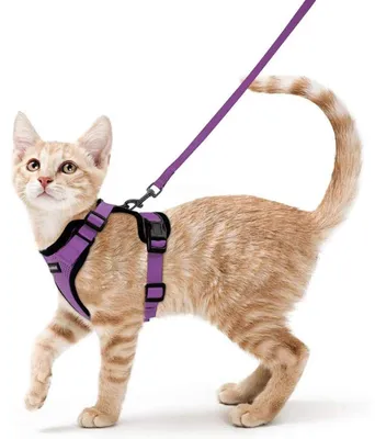 Productafbeelding van Kattenhalsband met riem, ontsnappingswerend, verstelbaar, maat XS, paars