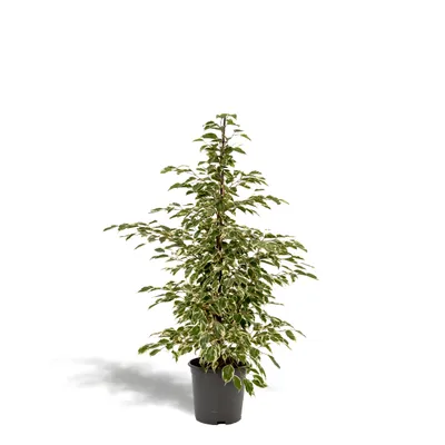 Immagine prodotto di Meergroothandel Ficus Benjamina Twilight - 95 cm, Ø 21 cm