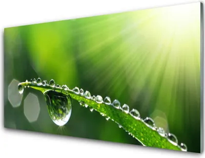 Produktbild von Acrylglasbilder 100x50 Wandbild Druck Gras Tautropfen Pflanzen